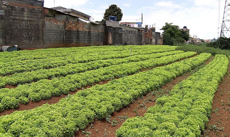 Programa de Horticultura Urbana Agroecológica é aprovado em 1ª discussão na Câmara